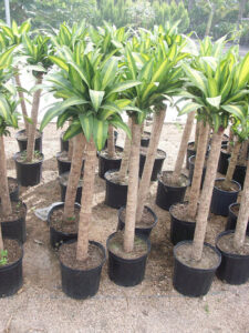 Viveros Xochimilco - servicios de jardinería