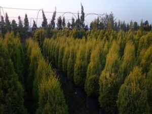 servicio de jardinería