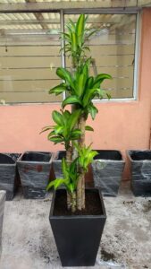 Arreglo con palo de Brasil